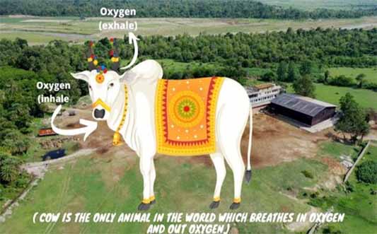 Krishnayan Gauraksha Evnvironment